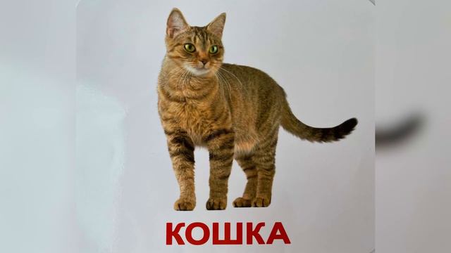 Карточки Домана. Тема 1.«Домашние животные» #карточкидомана #развивающиевидео #развитиедетей