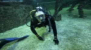 Дайвинг в океанариуме в Москве