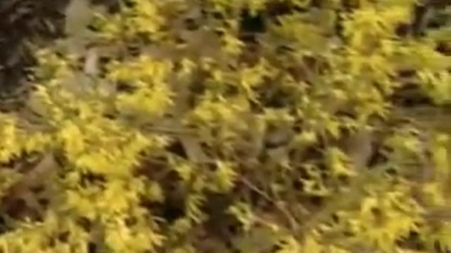 Hands on Gardening - Forsythia Plant смотреть онлайн