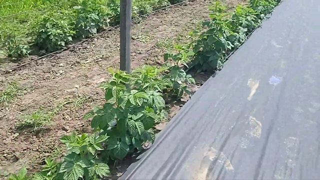 Малина Зюгана как тутаймер стоит ли собирать два урожая? смотреть онлайн