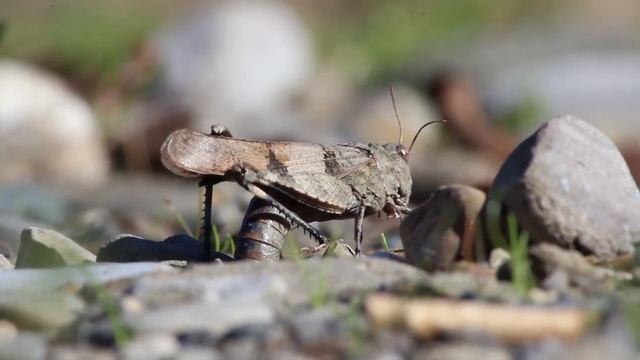2016_10_19_ЦВЕТЫ_КУЗНЕЧИК(саранча).ПЛАСТУНКА_СОЧИ.mp4 смотреть онлайн