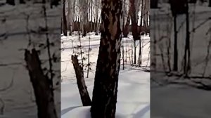 Дратхаар супер собака-2.мечта охотника