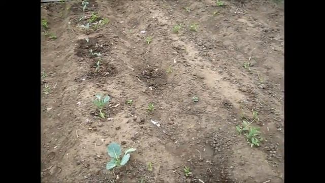 Наша дача 2017 Готовим Люля кебаб,майский жук,забор из палет на раз два плюнуть,лобзик в женских ру смотреть онлайн