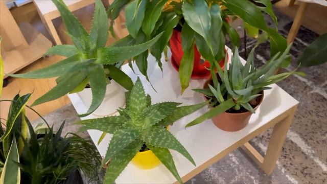 Обзор полезных растений в доме! смотреть онлайн