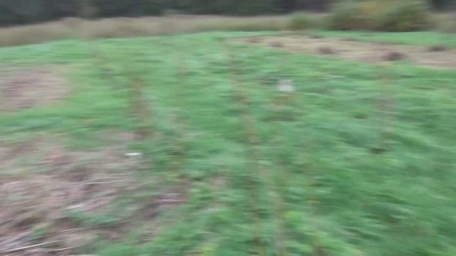 Ягодный бизнес в деревне, старт положен 6 соток Малины и Ежевики посажены. смотреть онлайн