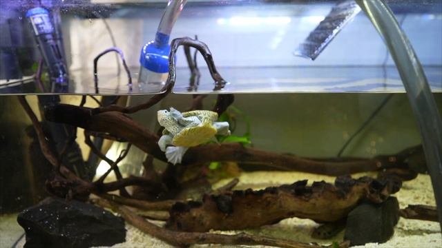 these turtle care mistakes need to STOP (things to avoid and care tips) смотреть онлайн