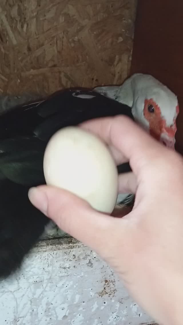 Ждем утят смотреть онлайн