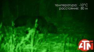 Умный цифровыой бинокль от ATN