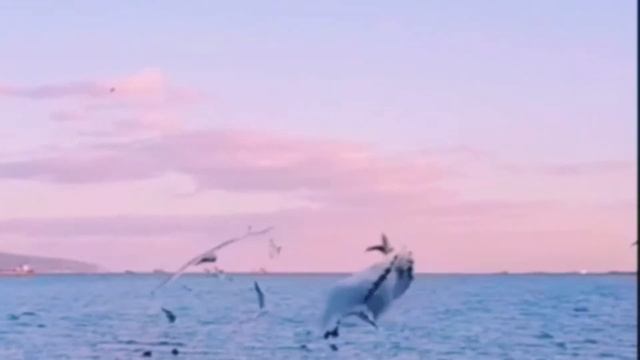 Марко Черемшина. "Море". смотреть онлайн