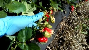 Клубника #Азия г Омск Ферма "Омская Ягода"