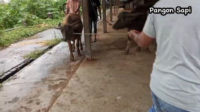 Proses muat kerbau lucu naik mobil pick up L300, buffalo, buffalo loading смотреть онлайн