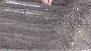 Как ухаживать за арбузами в открытом грунте