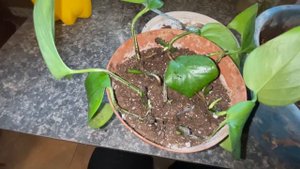 Сциндапсус - неприхотливая домашняя лиана. Размножение черенками в воде.