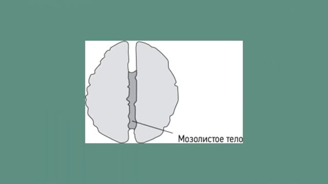 Занятие 5 - Методы психологической саморегуляции при подготовке к экзамену и на экзамене. Часть 2 смотреть онлайн