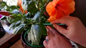 СЕКРЕТ ОБИЛЬНОГО И ПРОДОЛЖИТЕЛЬНОГО ЦВЕТЕНИЯ ГИБИСКУСА.