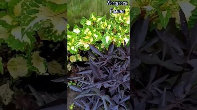 Моя любовь - Колеусы !) #продажацветов#цветыставрополь#сад #coleus #колеус #урожайныйогород #цветы