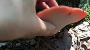 ГРИБ-ПЕЧЕНЬ! А Вы такое ГРИБ-ПЕЧЕНЬ! Печеночница обыкновенная Fistulina hepatica. Гриб медвежий язы