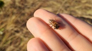 ручная пчела