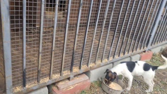 Собака которую хозяева привязали с щенками к ограде и бросили, привыкает к новой жизни у нас дома смотреть онлайн