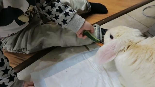 Реакция на КРОЛИКА//ЗА УШИ И ПРЯМО В ГЛАЗ! смотреть онлайн