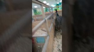 Зоопарк  Eнотия класс