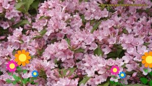 Вейгела цветущая Розеа. Краткий обзор, описание характеристик weigela florida Rosea