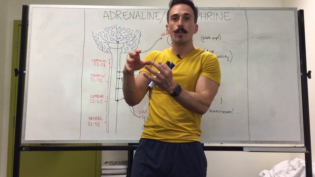 Adrenaline versus Noradrenaline | epinephrine versus Norepinephrine смотреть онлайн