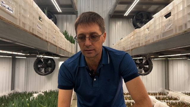 Выгонка тюльпанов в помещении. Динамика роста, проблемы? смотреть онлайн