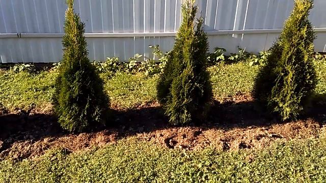 ОСЕННИЕ РАБОТЫ В САДУ И ОГОРОДЕ Ч.2 смотреть онлайн