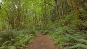 4K Forest Walk Accompanied by Bird Singing - Coal Creek Natural Area, Newcastle, WA State