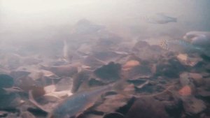 Подводная камера для рыбалки Focus Fish 2023. Как снимает зимняя камера под водой