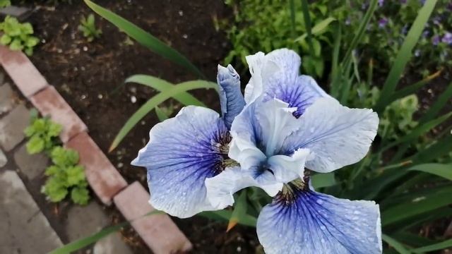 Ирис Сибирский или касатик сибирский?? смотреть онлайн