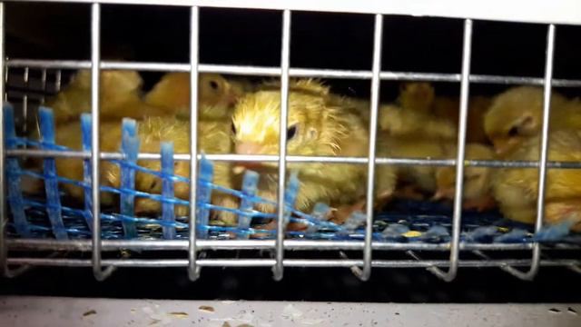 Что устроили ПЕРЕПЕЛЯТА в инкуб.НЕСТ??? ДИСКОТЕКУ!!! смотреть онлайн