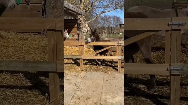 Осел. смотреть онлайн