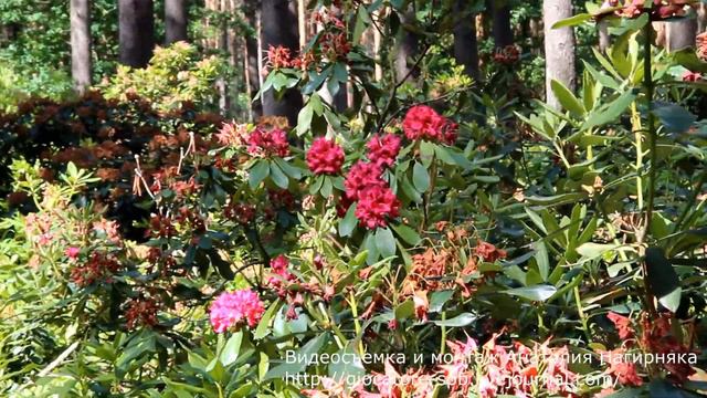 15-е июня, 2013. Латвия. Рига. "Бабите". Рододендроны. смотреть онлайн