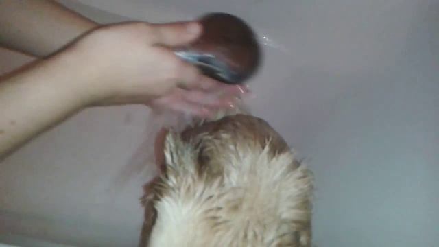 Купание собаки! смотреть онлайн