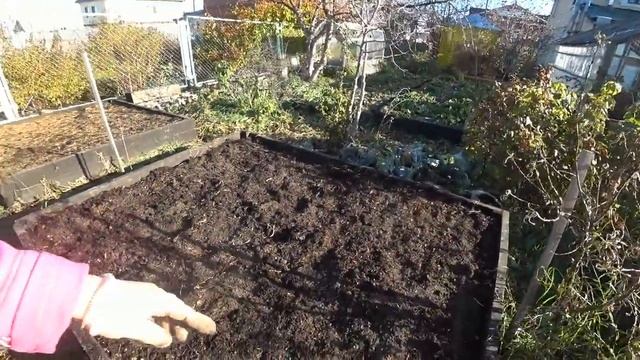 Лук под зиму. Основные принципы посадки. смотреть онлайн