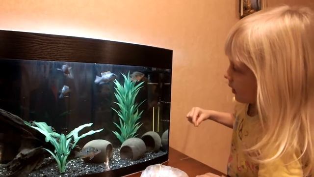 Домашние питомцы. Аквариум. Аквариумные рыбки. Кормим рыбок. смотреть онлайн