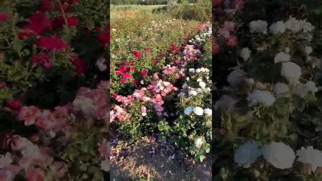 Вторая волна цветения набирает обороты.. смотреть онлайн