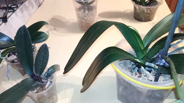 Достоинства и недостатки закрытой системы для орхидей. смотреть онлайн