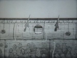 Физиология человека. Кожа и гигиена одежды
