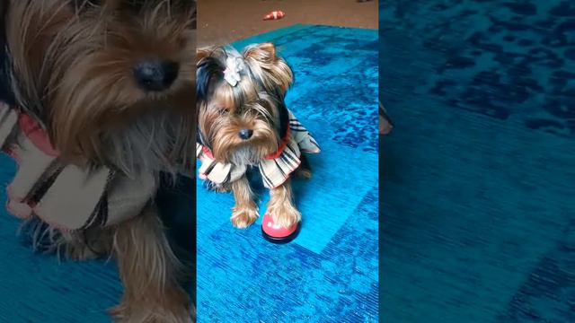 Как научить Щенка Звонить в Звонок? Дрессировка Йорка смотреть онлайн