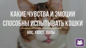 Чувства и эмоции, которые способны испытывать кошки