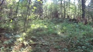 Сбор кедровых шишек