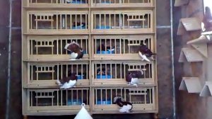 Голуби 1 Волжские ленточные Вакуляк Юрия  +380677281068