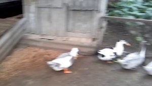 Утки породы голубой фаворит 2,5 месяца