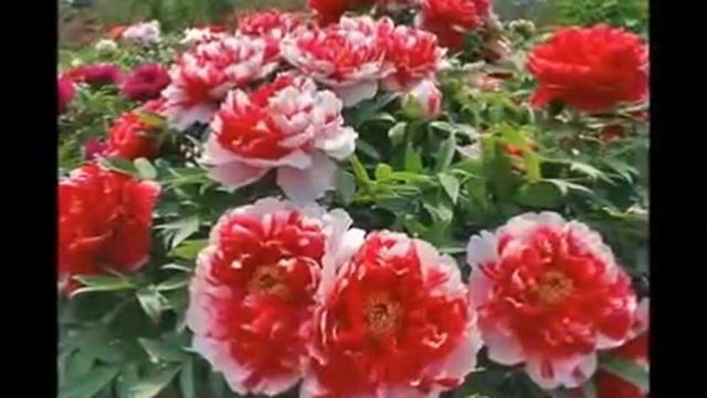 Самые красивые и необычные цветы мира. Монтаж Л. Сушкиной. 2018 год смотреть онлайн