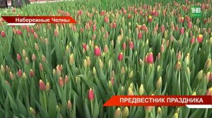 97 000 тюльпанов разных видов и сортов: как выращивают тюльпаны в теплице Набережных Челнов?
