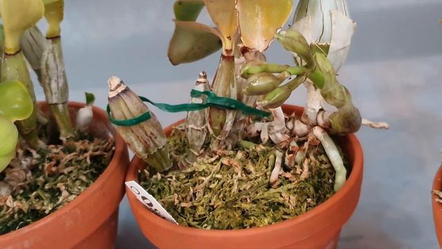 Cattleya nobilior amaliae 꽃대들 смотреть онлайн