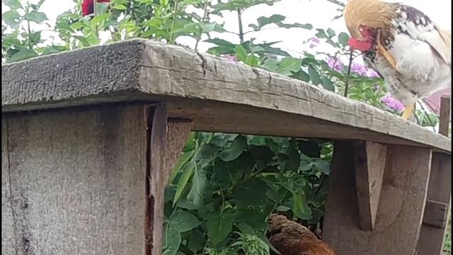 Курицы в Slow Motion смотреть онлайн